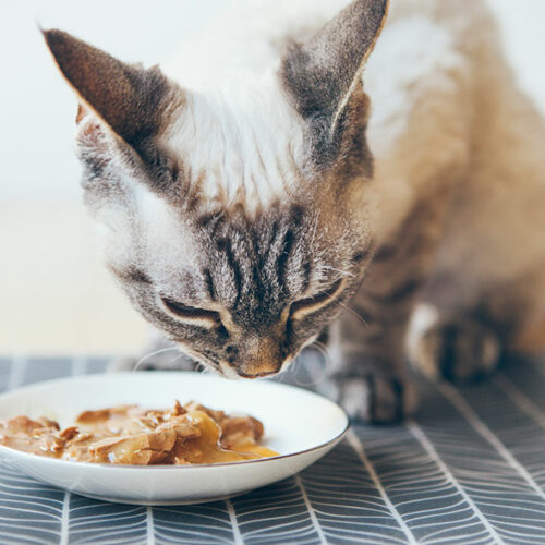 3 best cat foods for allergies