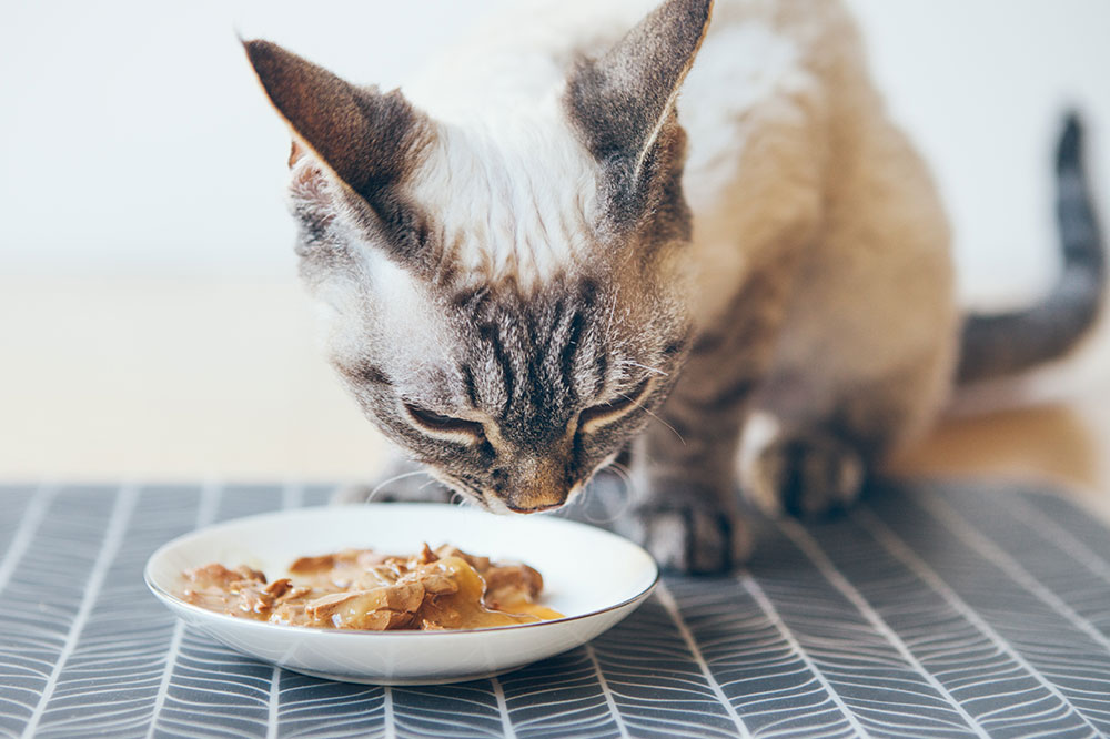 3 best cat foods for allergies