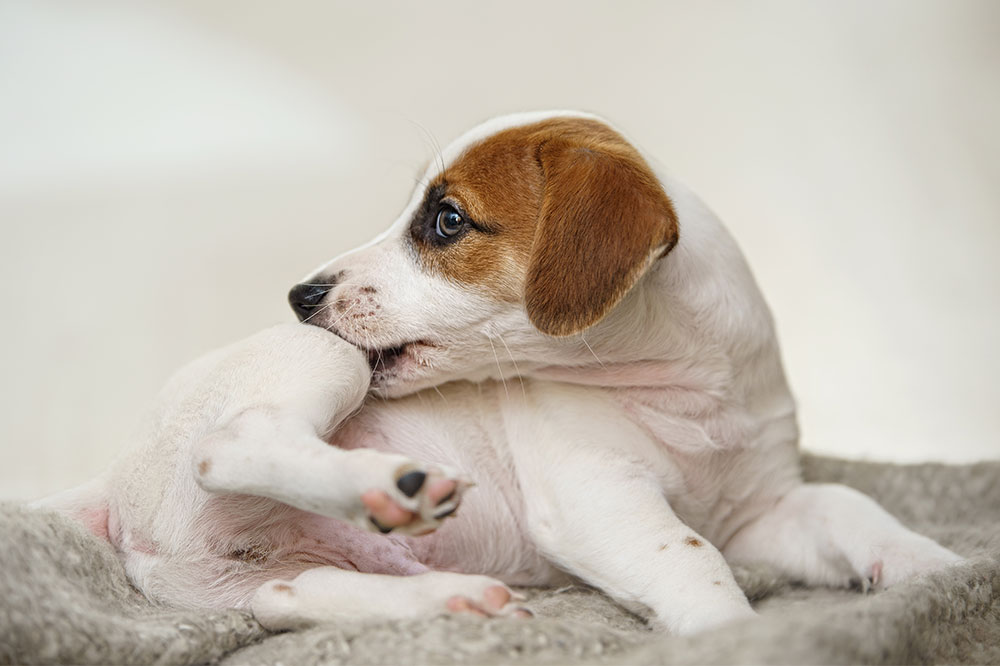 4 natural ways to relieve itchy skin in dogs