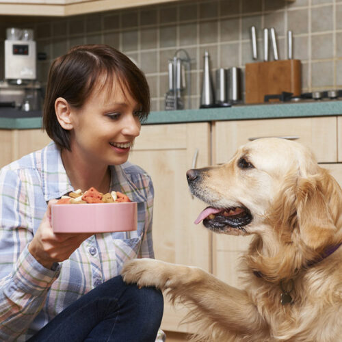 Here are the top 6 food allergies in cats and dogs